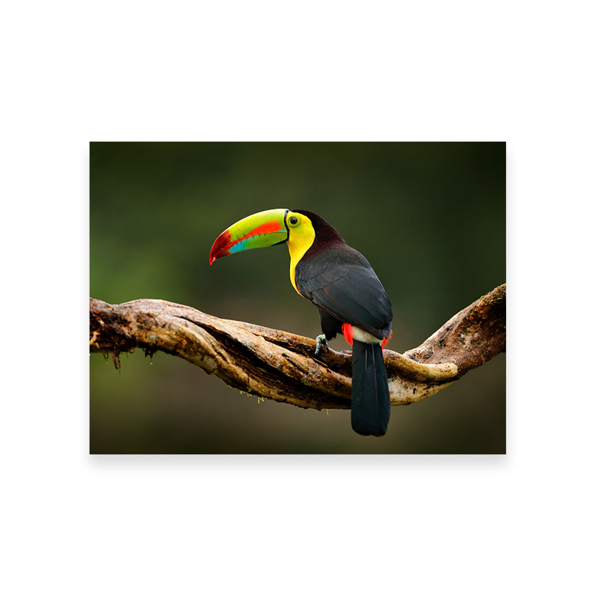 Keel-billed Toucan Wall Art