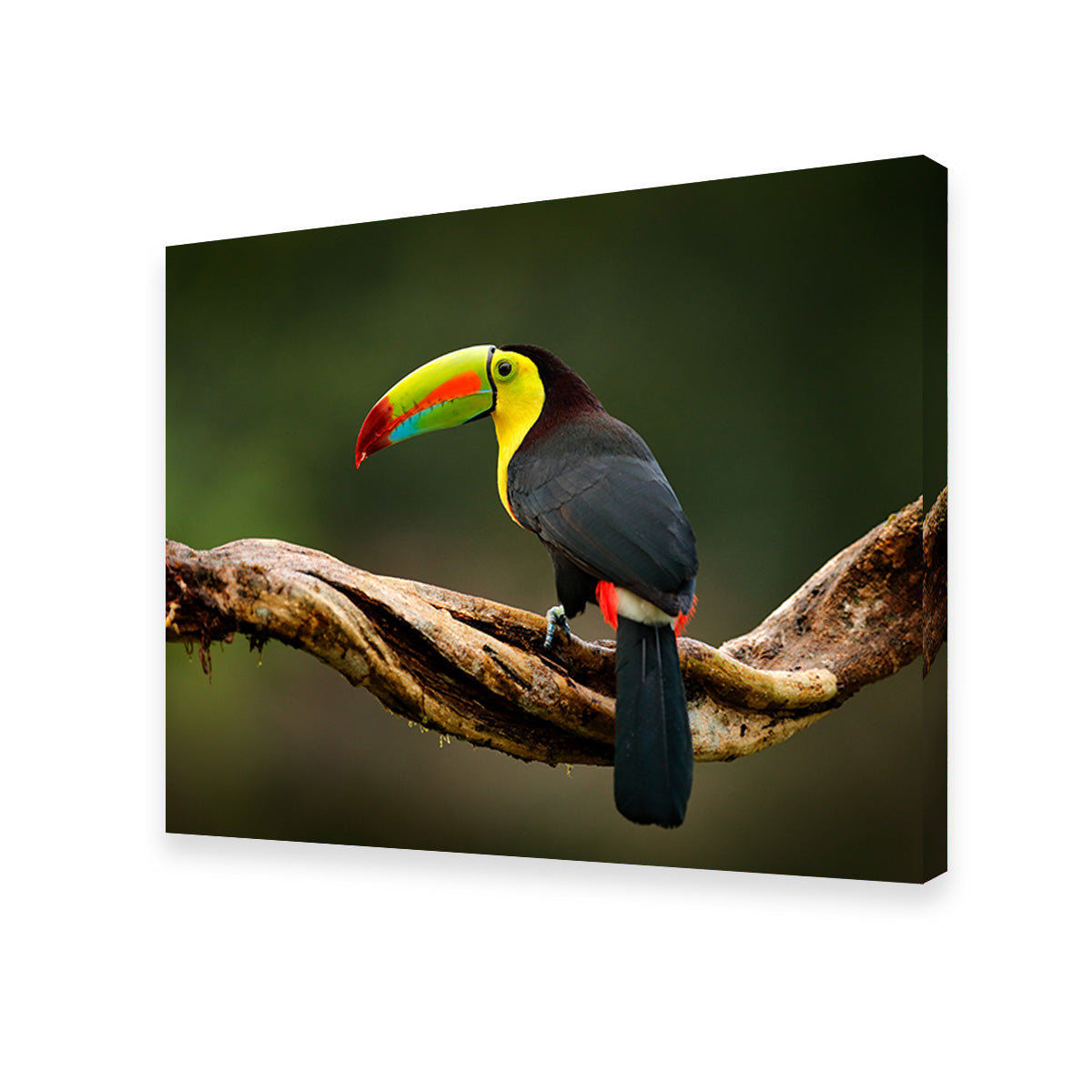 Keel-billed Toucan Wall Art