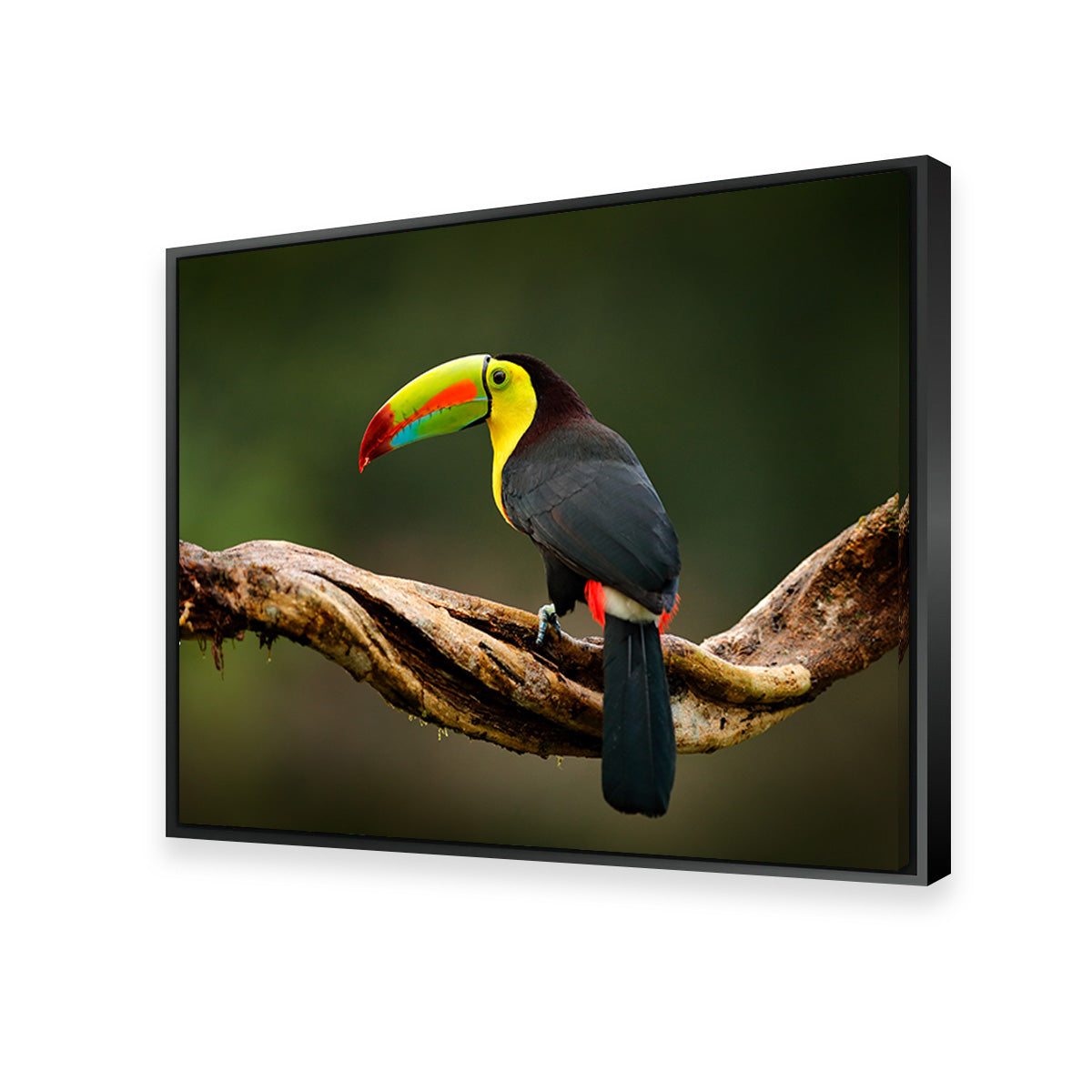 Keel-billed Toucan Wall Art