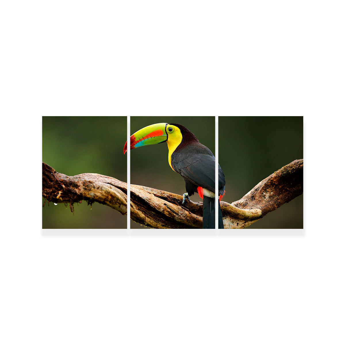 Keel-billed Toucan Wall Art