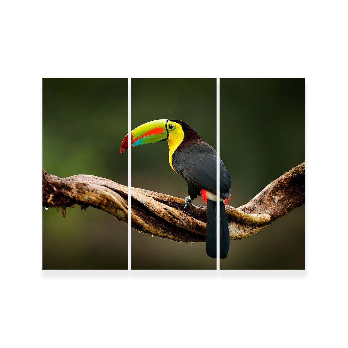 Keel-billed Toucan Wall Art
