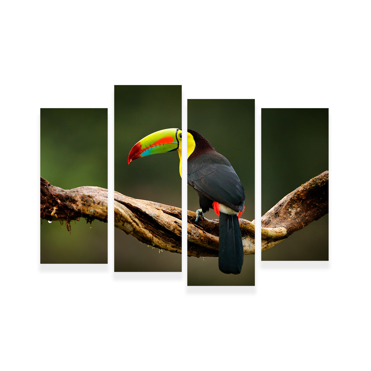 Keel-billed Toucan Wall Art