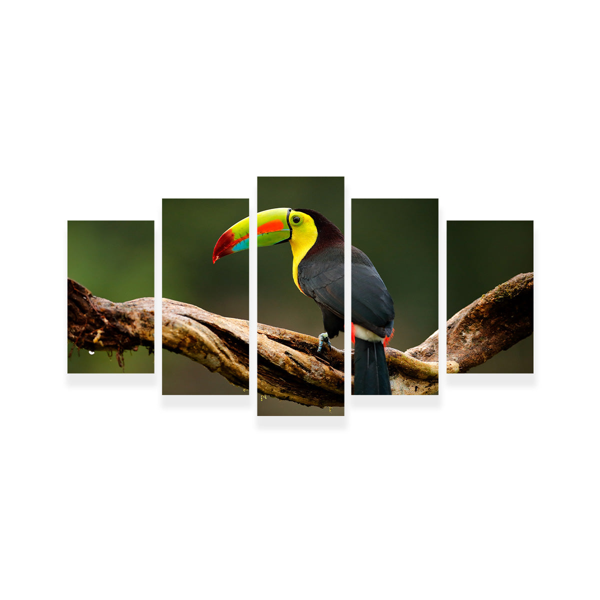 Keel-billed Toucan Wall Art