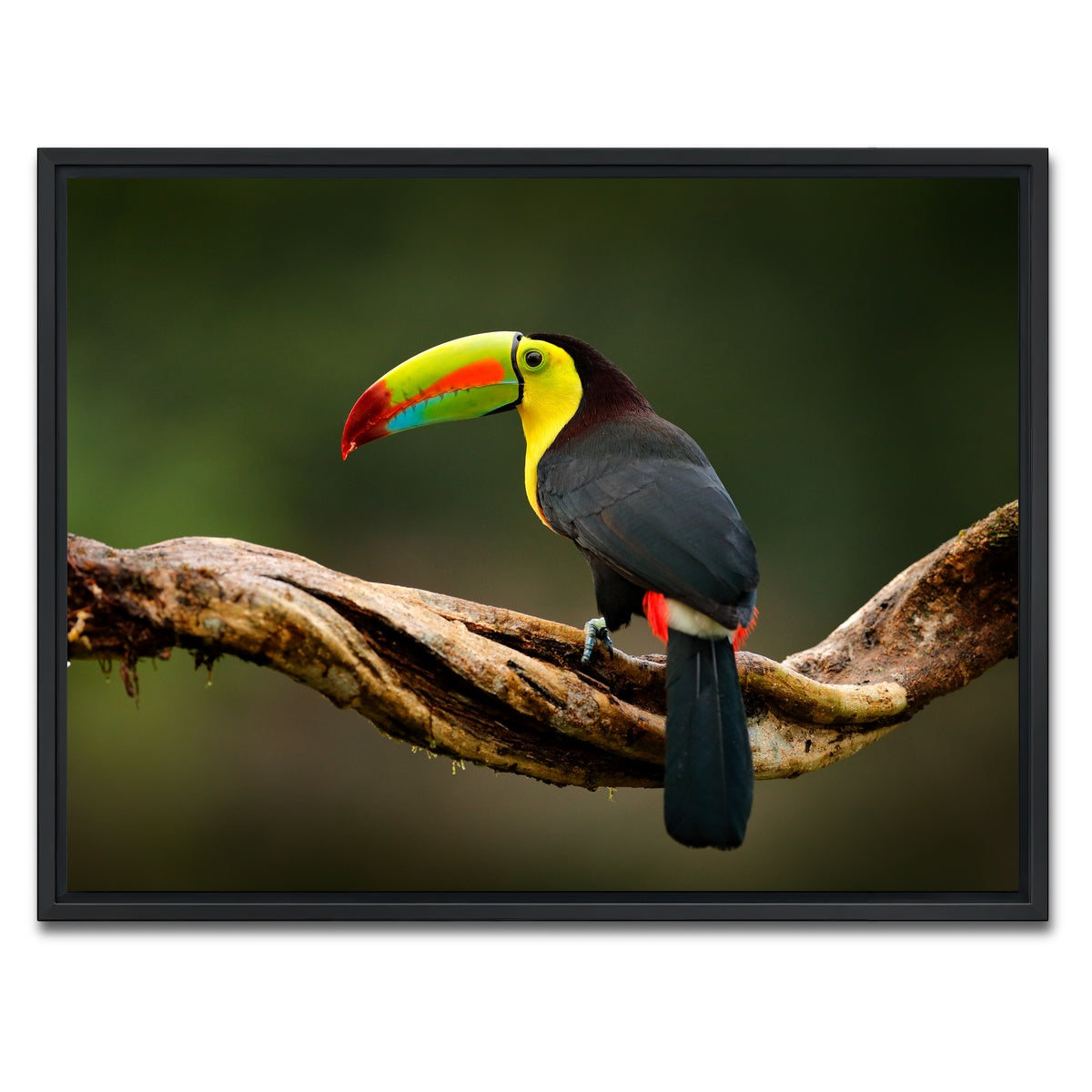 AUTO-MOCKUP WHITE | Keel-billed Toucan | 1 Piece | Black Framed Canvas | group=4x3