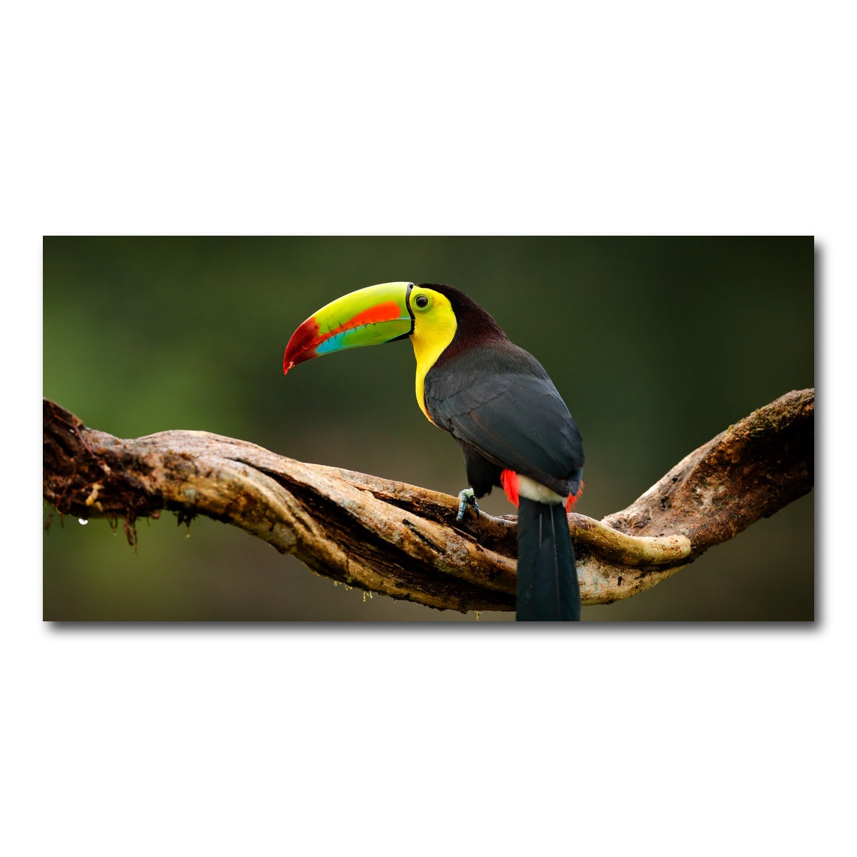 AUTO-MOCKUP WHITE | Keel-billed Toucan | 1 Piece | Gallery Wrap Canvas | group=2x1
