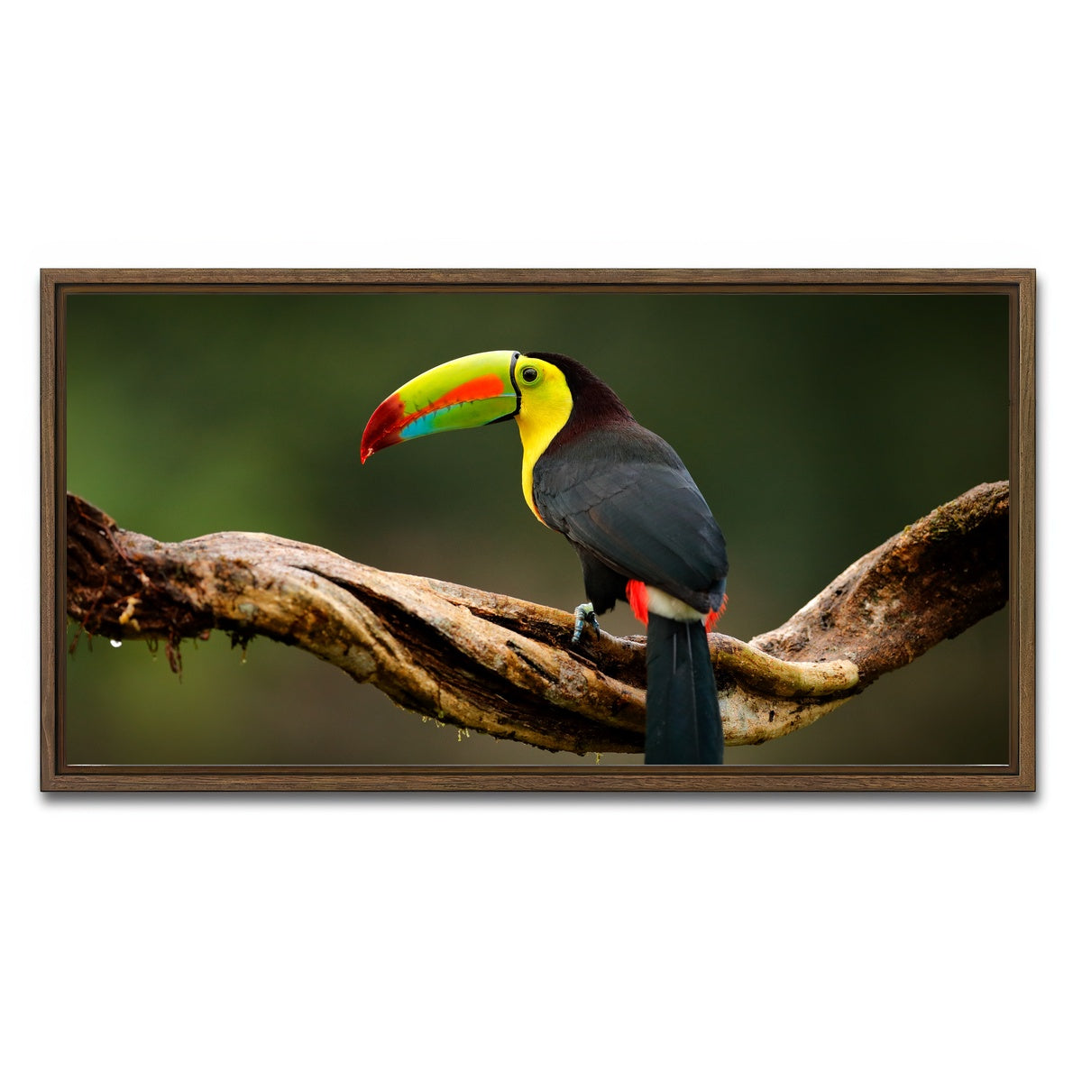 AUTO-MOCKUP WHITE | Keel-billed Toucan | 1 Piece | Walnut Framed Canvas | group=2x1