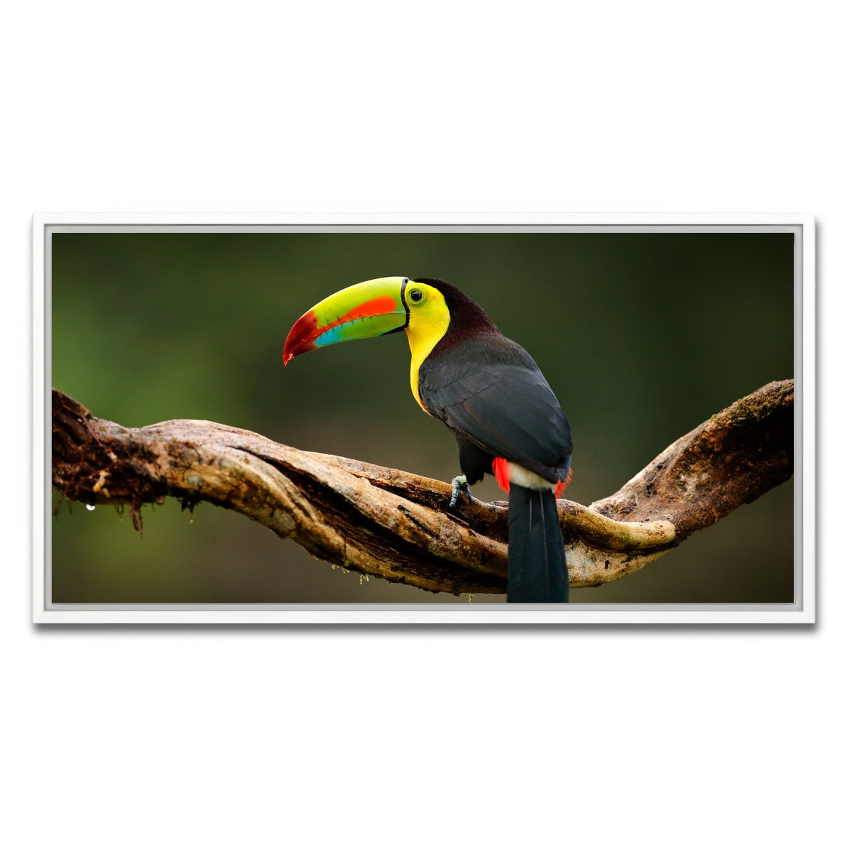 AUTO-MOCKUP WHITE | Keel-billed Toucan | 1 Piece | White Framed Canvas | group=2x1