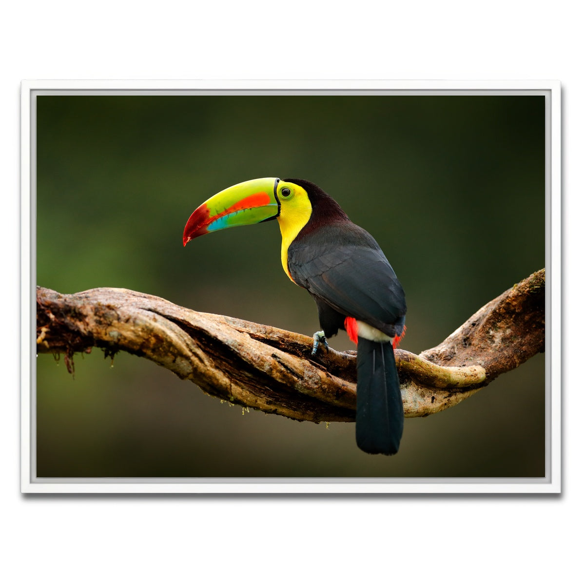 AUTO-MOCKUP WHITE | Keel-billed Toucan | 1 Piece | White Framed Canvas | group=4x3