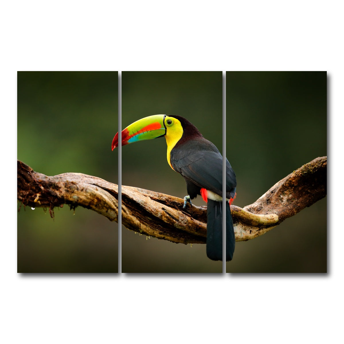 AUTO-MOCKUP WHITE | Keel-billed Toucan | 3 Piece | Gallery Wrap Canvas | group=12x24