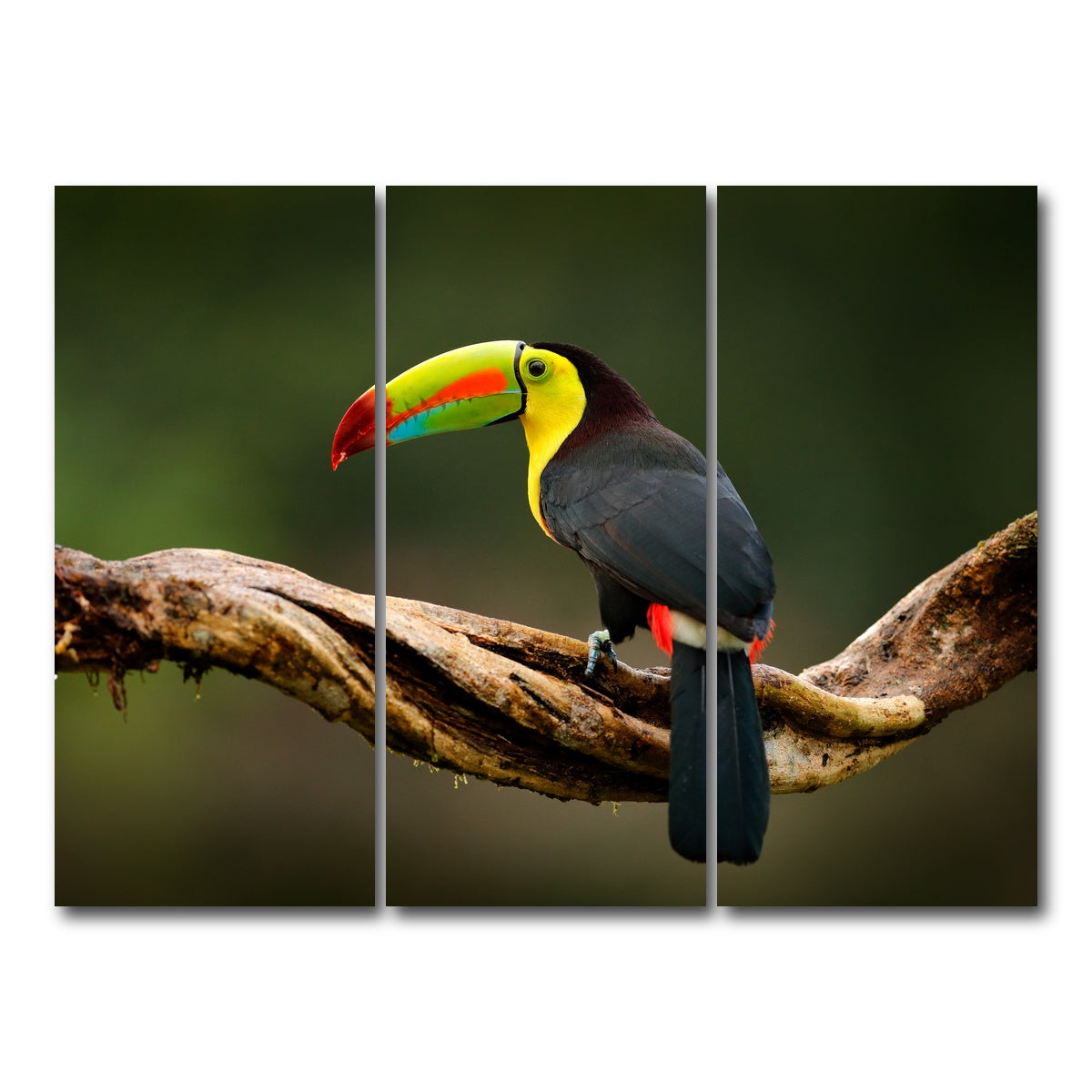 AUTO-MOCKUP WHITE | Keel-billed Toucan | 3 Piece | Gallery Wrap Canvas | group=8x18