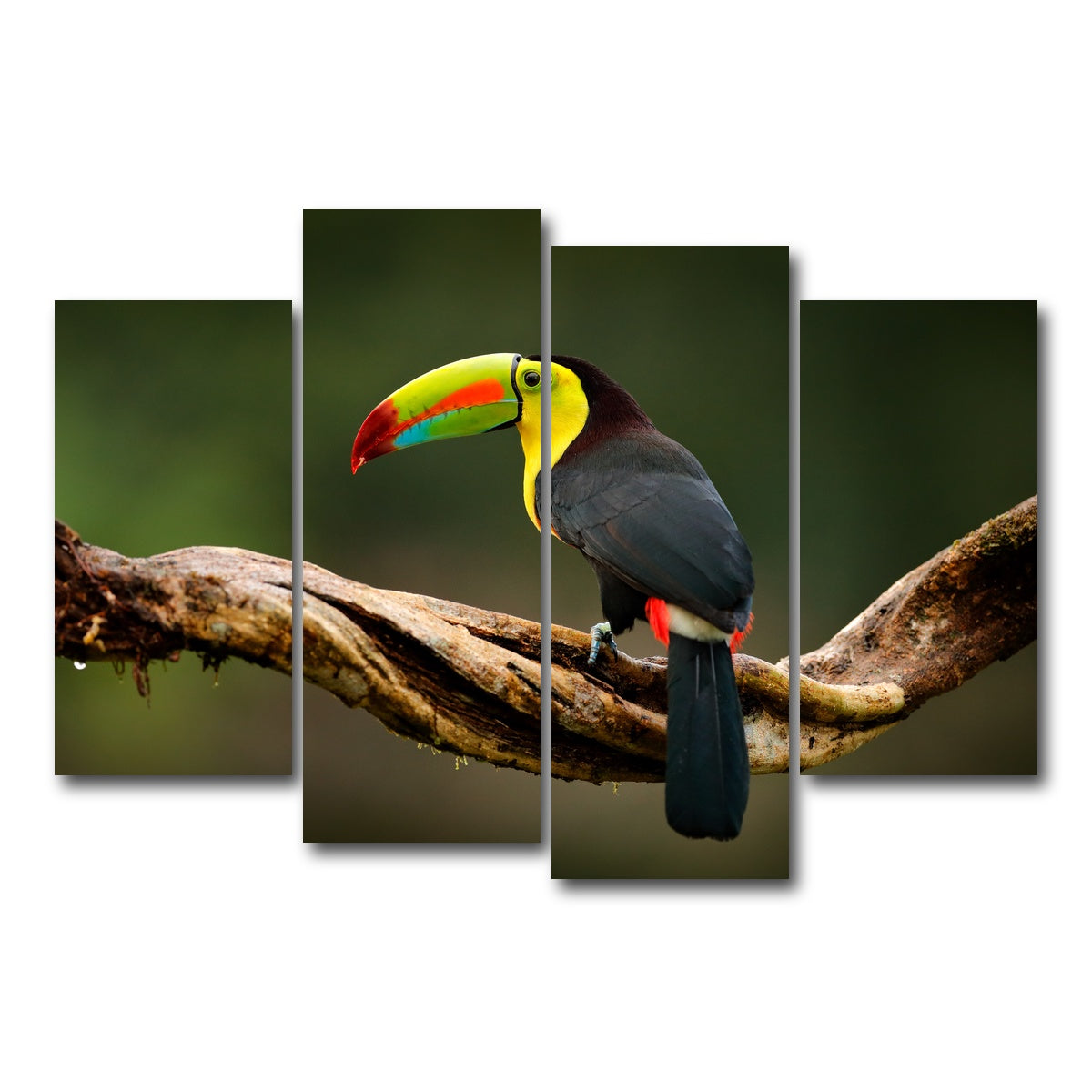 AUTO-MOCKUP WHITE | Keel-billed Toucan | 4 Piece | Gallery Wrap Canvas | group=4_short