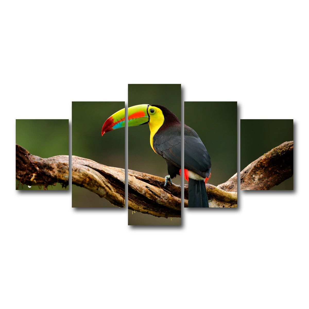 AUTO-MOCKUP WHITE | Keel-billed Toucan | 5 Piece | Gallery Wrap Canvas | group=5_short