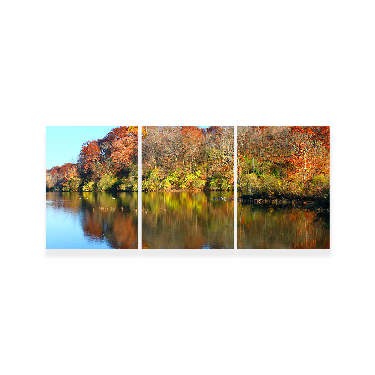 Kickapoo State Park Wall Art
