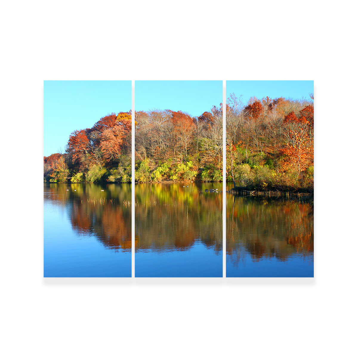 Kickapoo State Park Wall Art