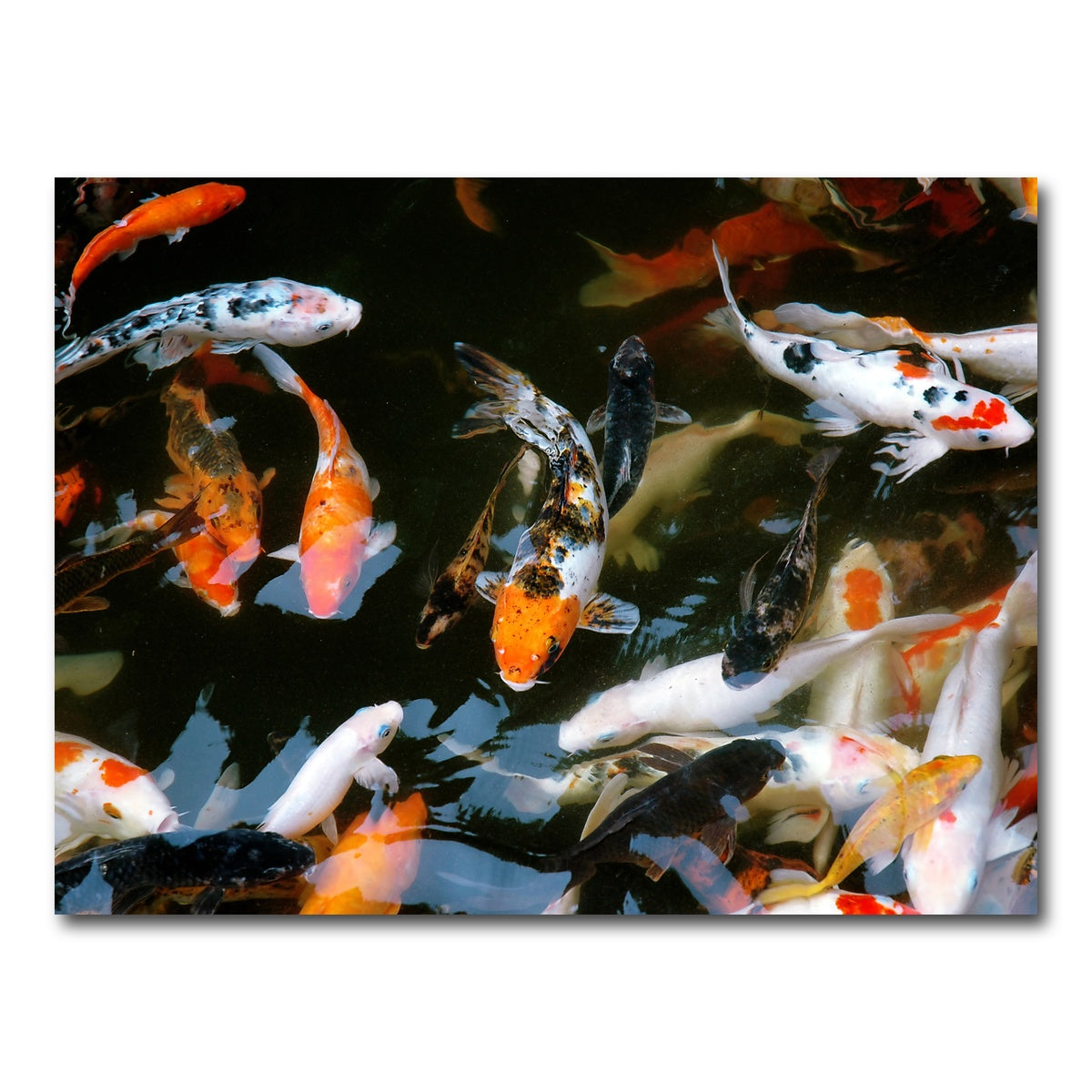 AUTO-MOCKUP WHITE | Koi Fish Swimming | 1 Piece | Gallery Wrap Canvas | group=4x3