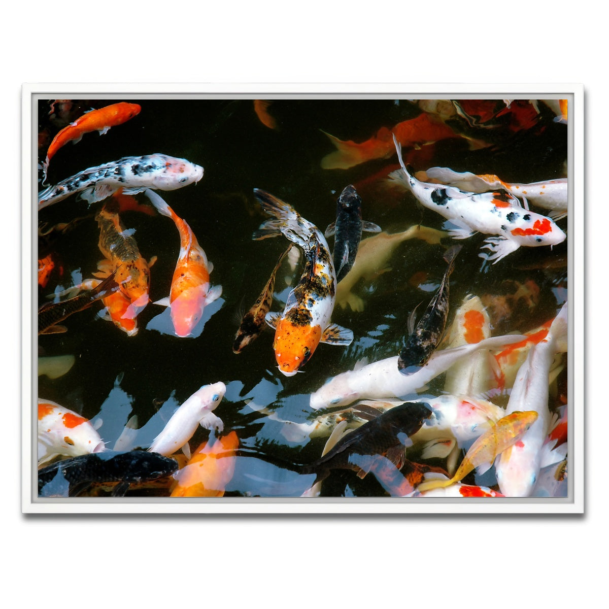 AUTO-MOCKUP WHITE | Koi Fish Swimming | 1 Piece | White Framed Canvas | group=4x3