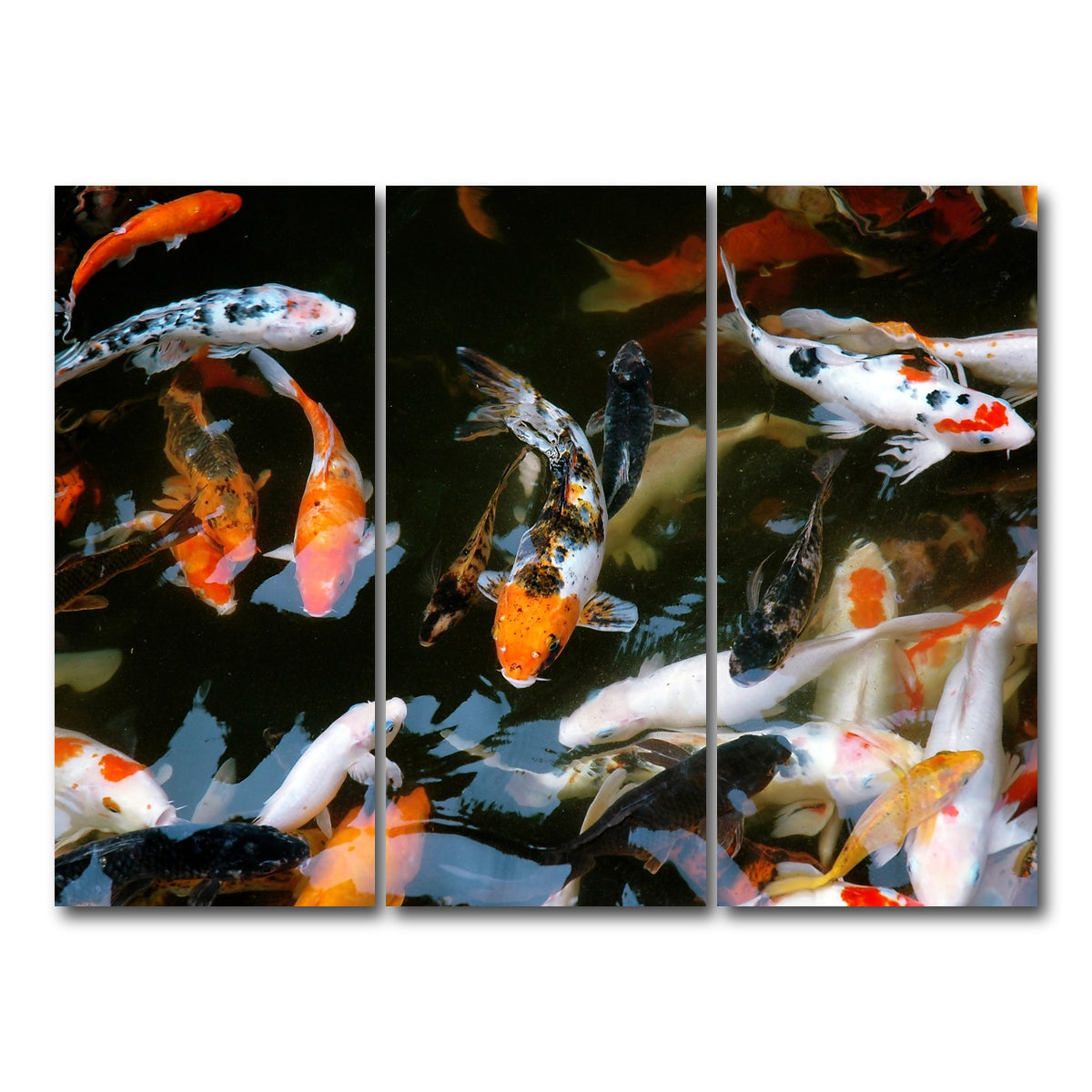 AUTO-MOCKUP WHITE | Koi Fish Swimming | 3 Piece | Gallery Wrap Canvas | group=8x18