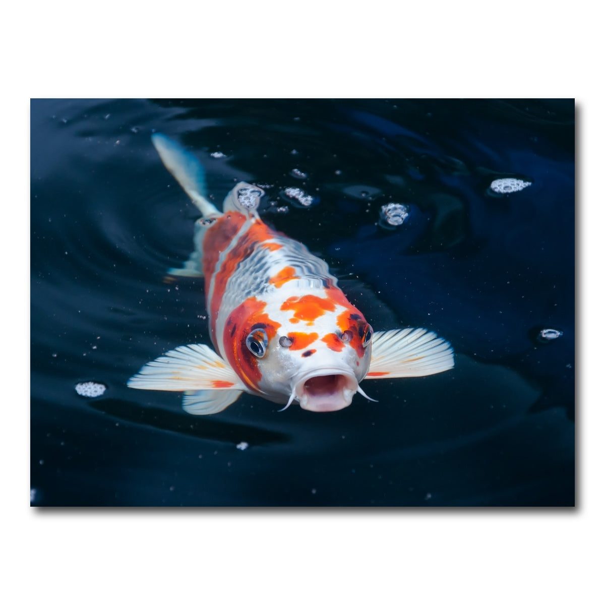 AUTO-MOCKUP WHITE | Koi | 1 Piece | Gallery Wrap Canvas | group=4x3