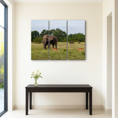 AUTO-MOCKUP ROOM | Kruger National Park
