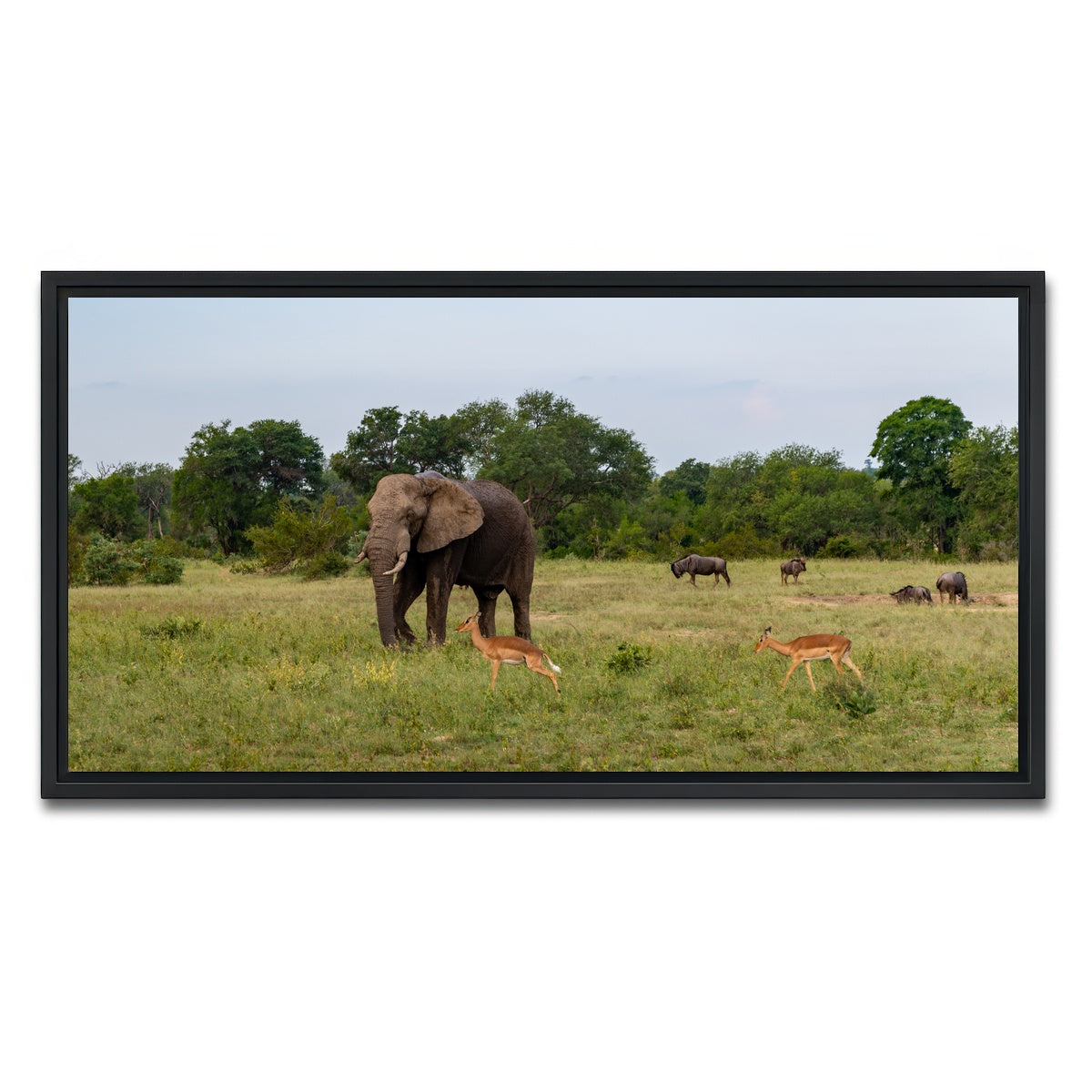 AUTO-MOCKUP WHITE | Kruger National Park | 1 Piece | Black Framed Canvas | group=2x1