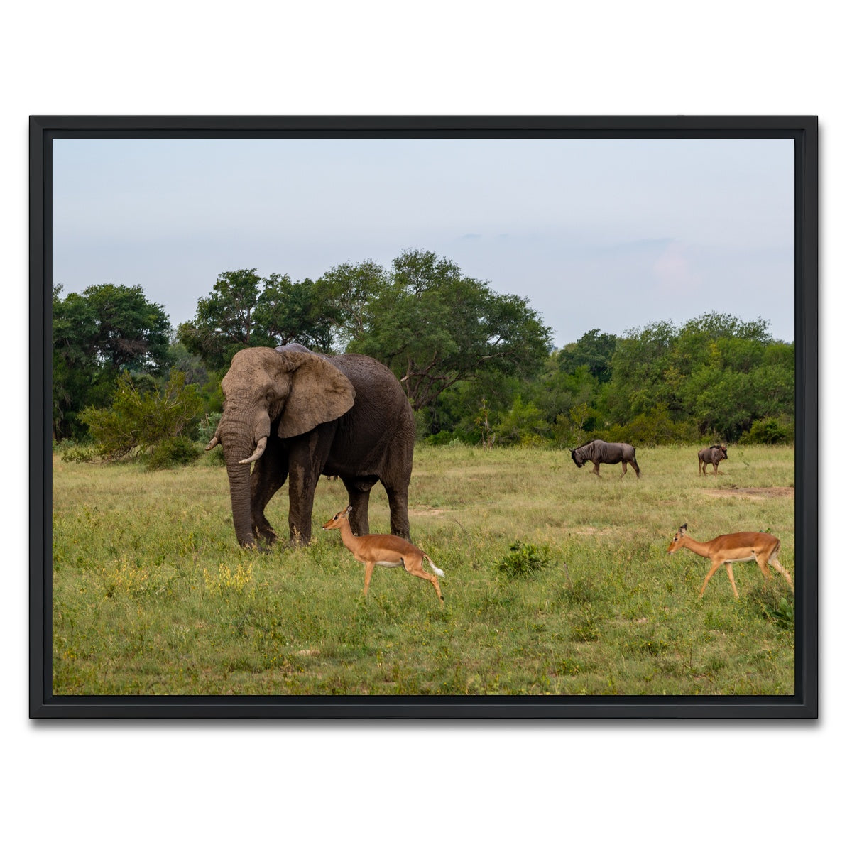 AUTO-MOCKUP WHITE | Kruger National Park | 1 Piece | Black Framed Canvas | group=4x3