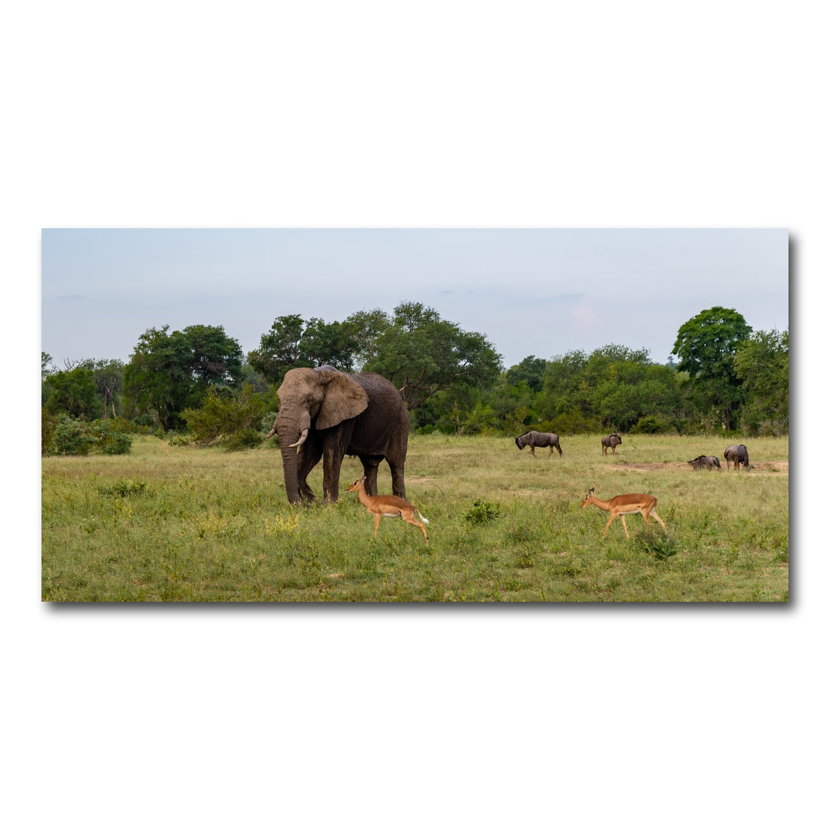 AUTO-MOCKUP WHITE | Kruger National Park | 1 Piece | Gallery Wrap Canvas | group=2x1
