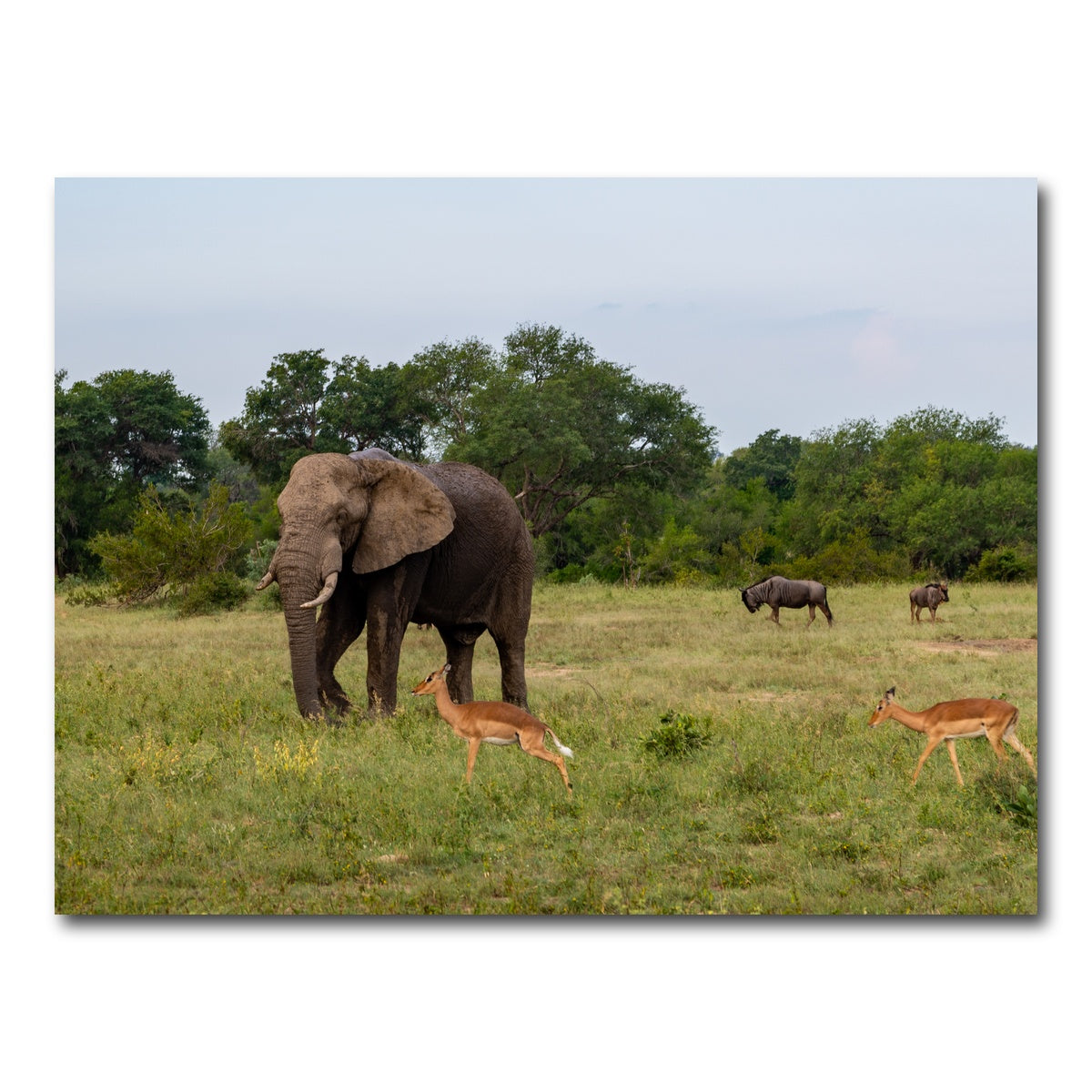 AUTO-MOCKUP WHITE | Kruger National Park | 1 Piece | Gallery Wrap Canvas | group=4x3