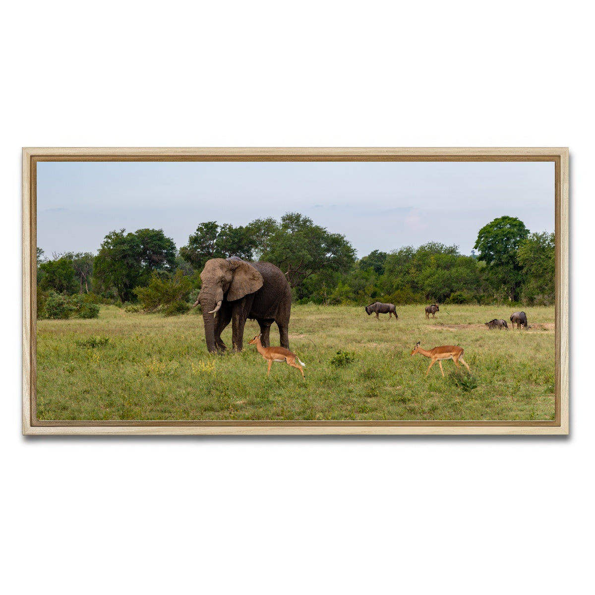 AUTO-MOCKUP WHITE | Kruger National Park | 1 Piece | Natural Framed Canvas | group=2x1
