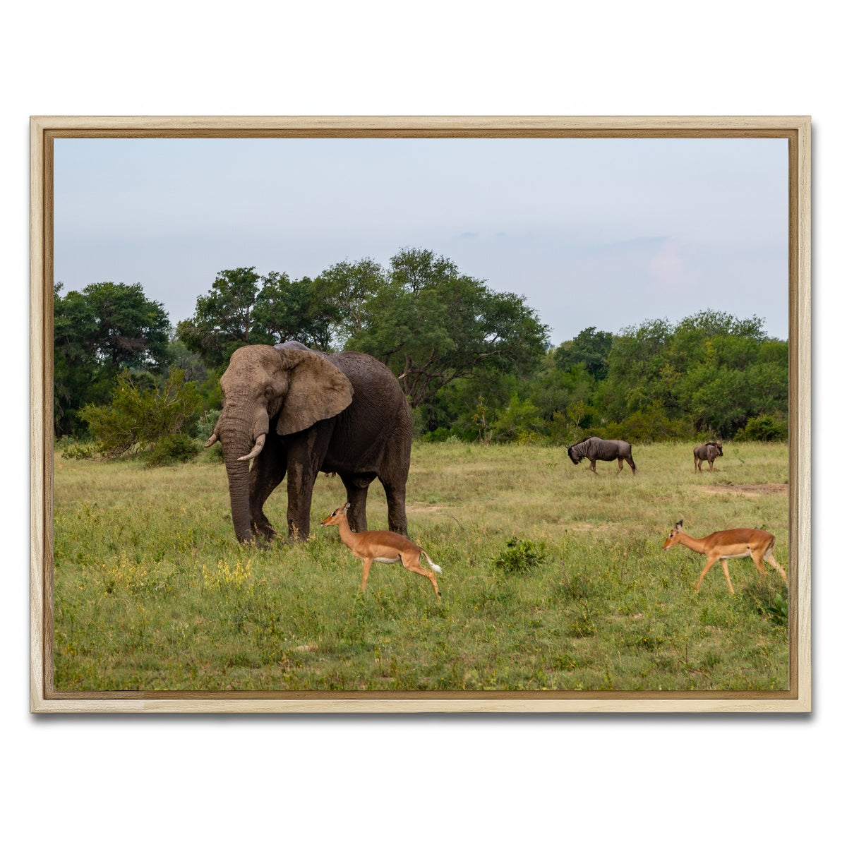 AUTO-MOCKUP WHITE | Kruger National Park | 1 Piece | Natural Framed Canvas | group=4x3