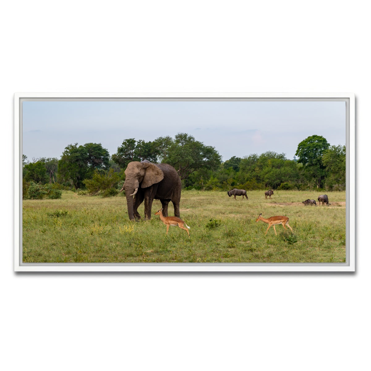 AUTO-MOCKUP WHITE | Kruger National Park | 1 Piece | White Framed Canvas | group=2x1
