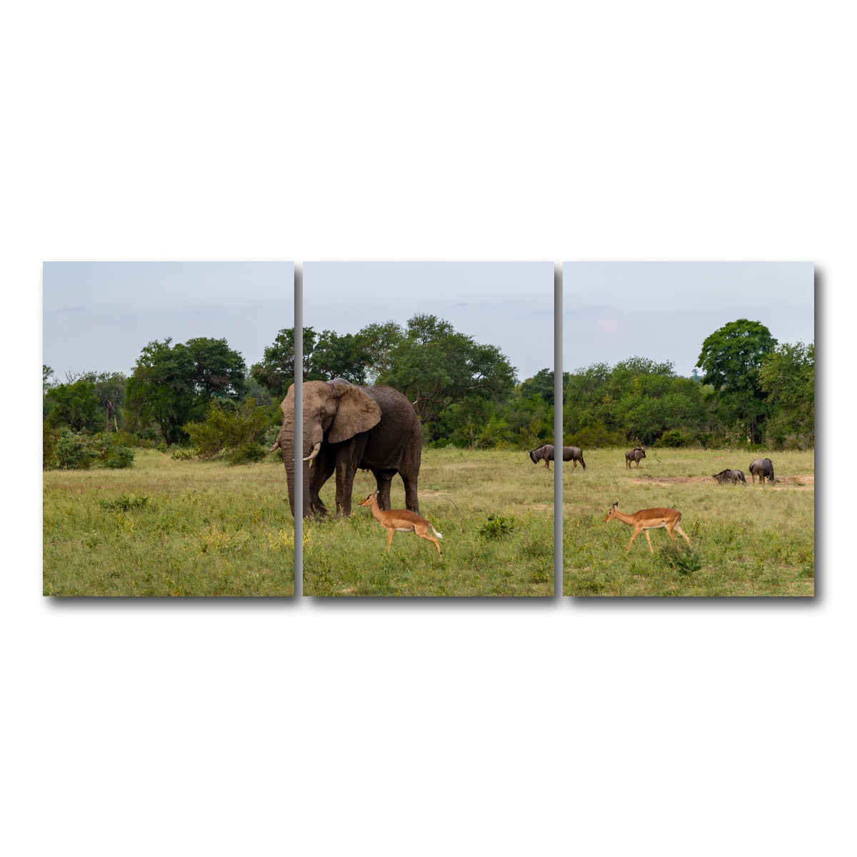 AUTO-MOCKUP WHITE | Kruger National Park | 3 Piece | Gallery Wrap Canvas | group=18x24