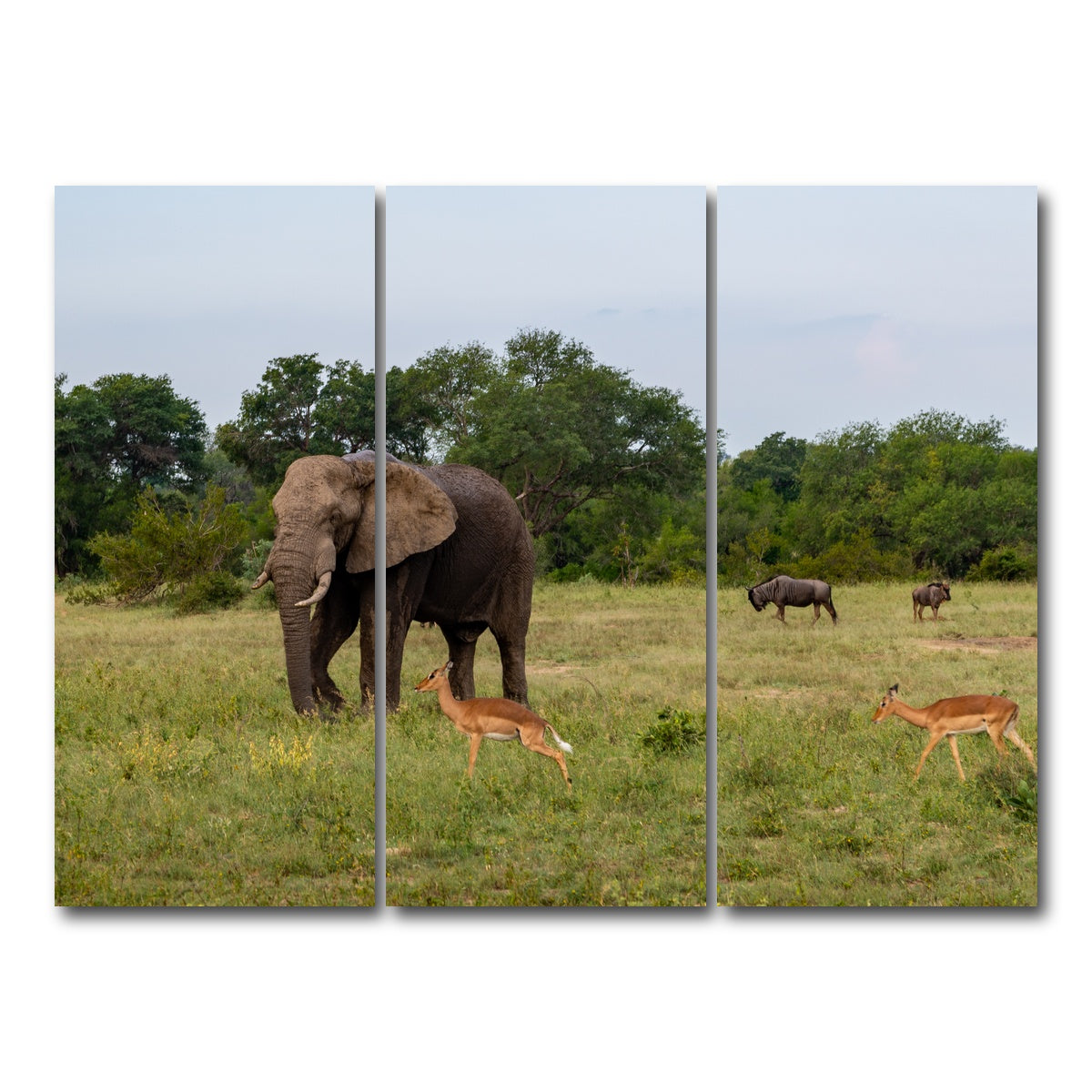 AUTO-MOCKUP WHITE | Kruger National Park | 3 Piece | Gallery Wrap Canvas | group=8x18
