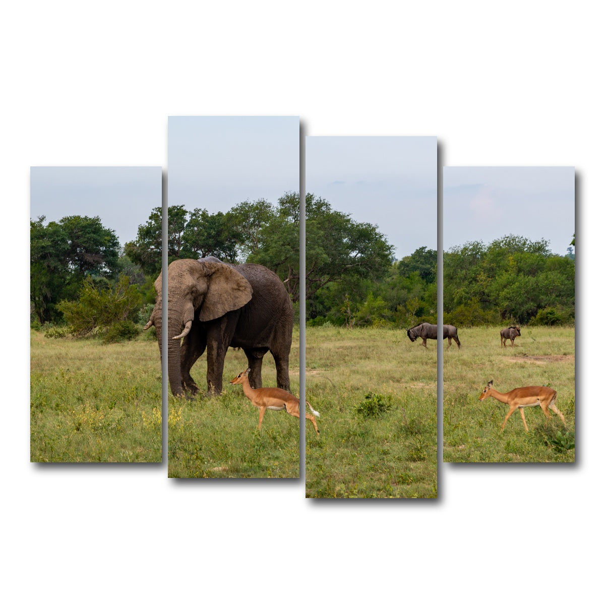 AUTO-MOCKUP WHITE | Kruger National Park | 4 Piece | Gallery Wrap Canvas | group=4_normal