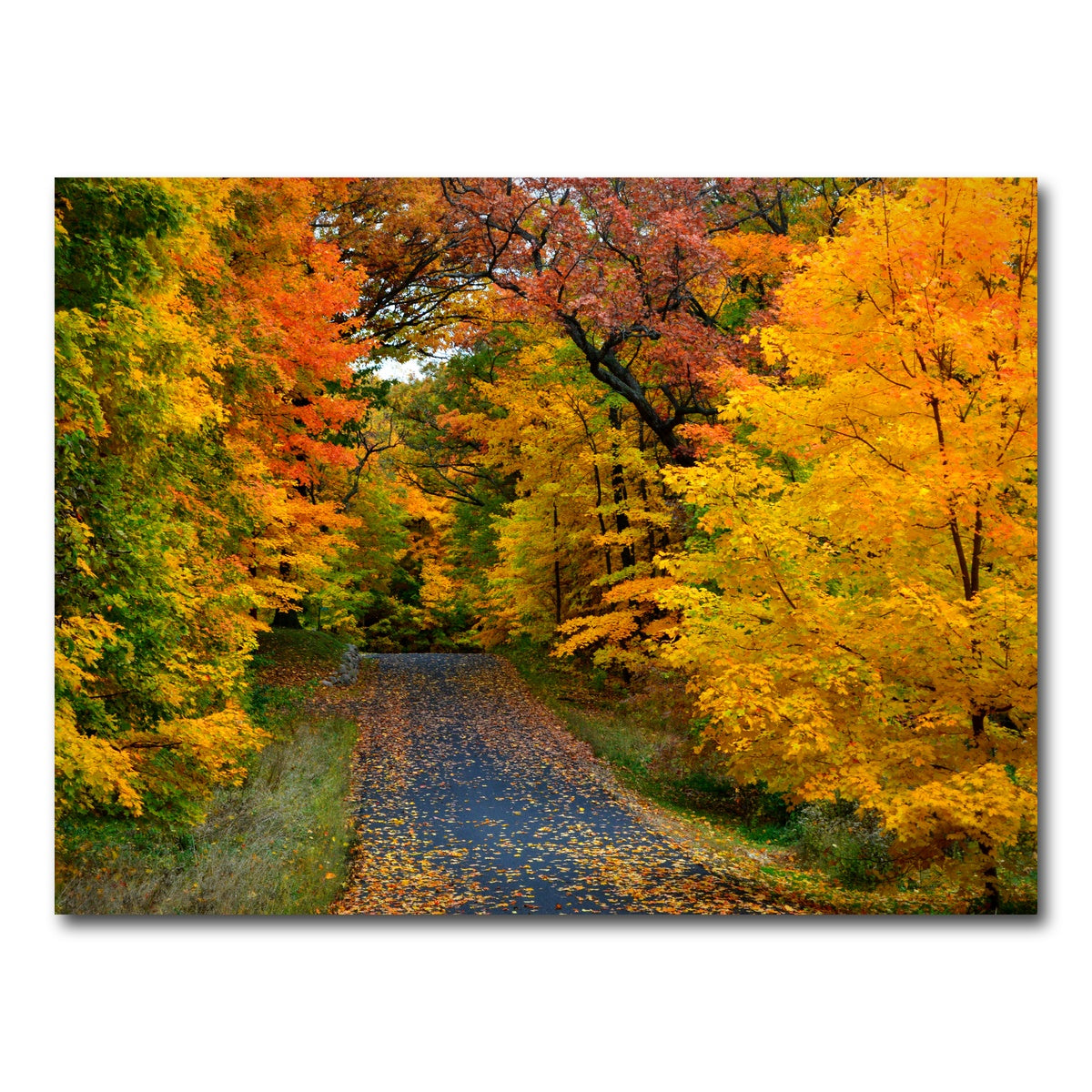AUTO-MOCKUP WHITE | Lake Geneva Wisconsin Fall Road | 1 Piece | Gallery Wrap Canvas | group=4x3