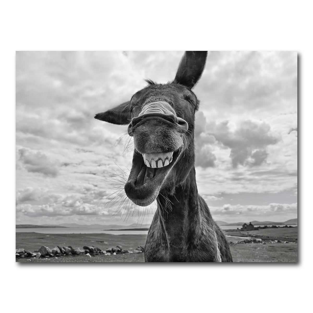 AUTO-MOCKUP WHITE | Laughing Donkey | 1 Piece | Gallery Wrap Canvas | group=4x3