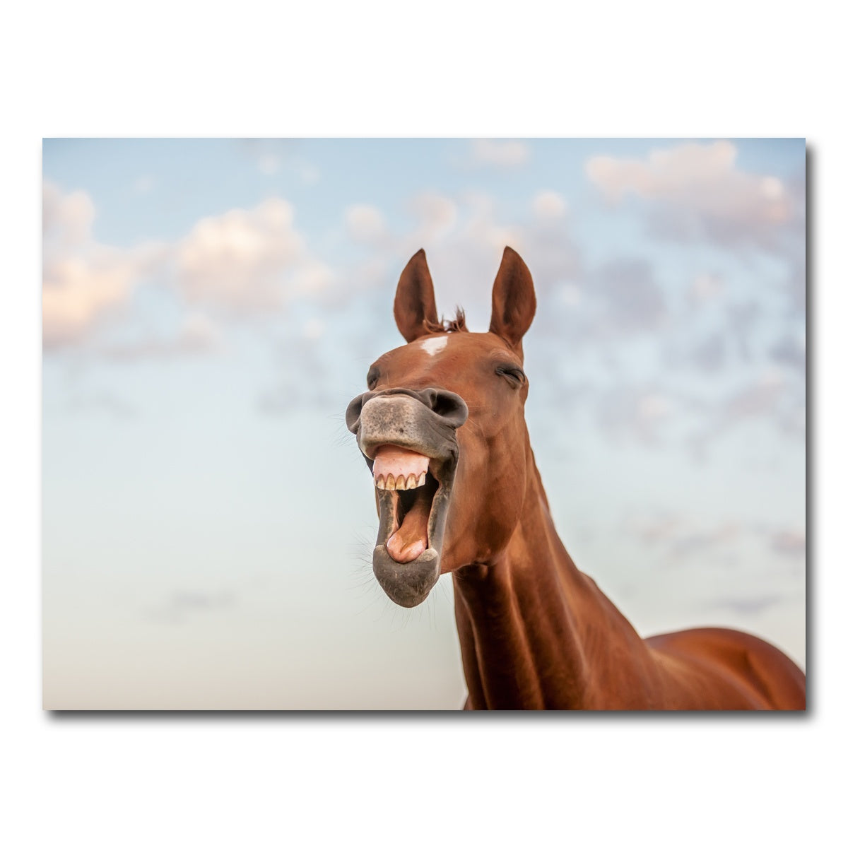 AUTO-MOCKUP WHITE | Laughing horse | 1 Piece | Gallery Wrap Canvas | group=4x3
