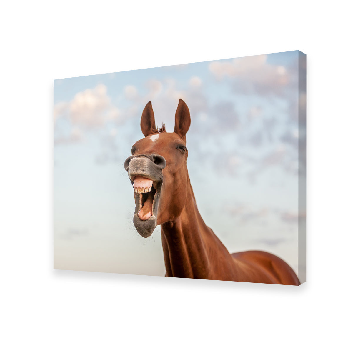Laughing Horse Wall Art