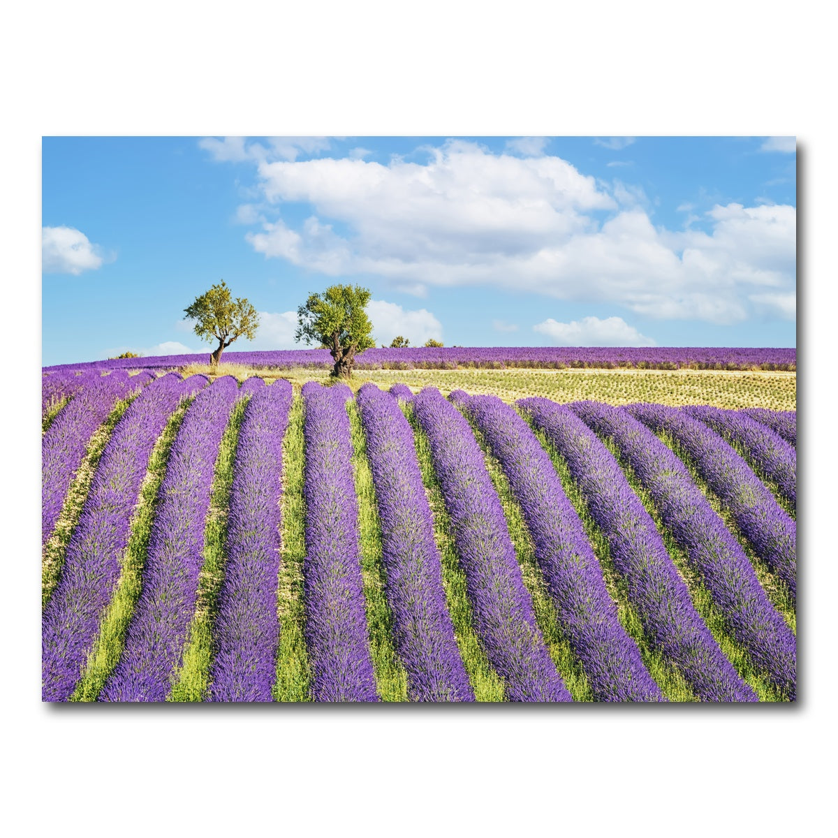 AUTO-MOCKUP WHITE | Lavender Field | 1 Piece | Gallery Wrap Canvas | group=4x3