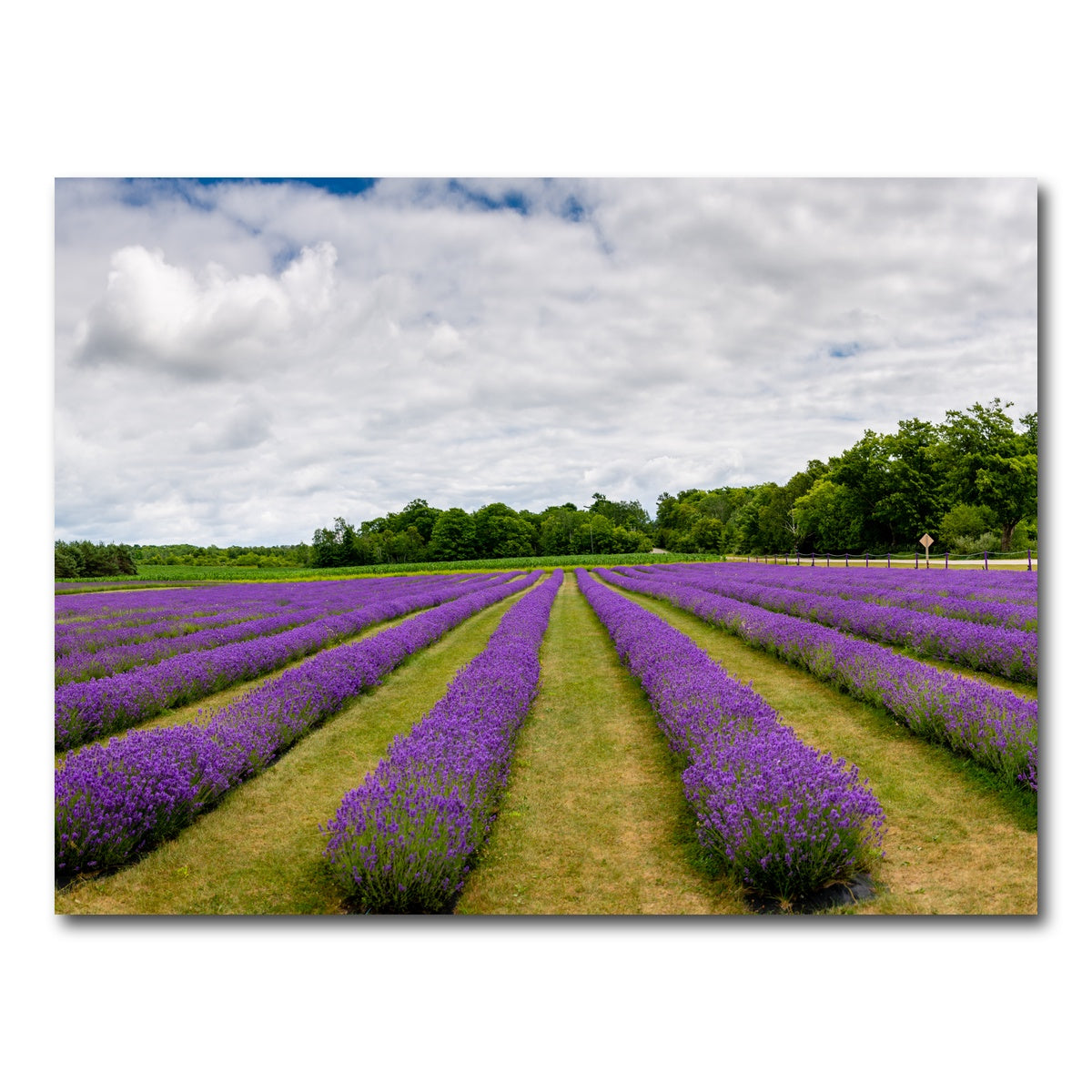 AUTO-MOCKUP WHITE | Lavender Rose Door County | 1 Piece | Gallery Wrap Canvas | group=4x3