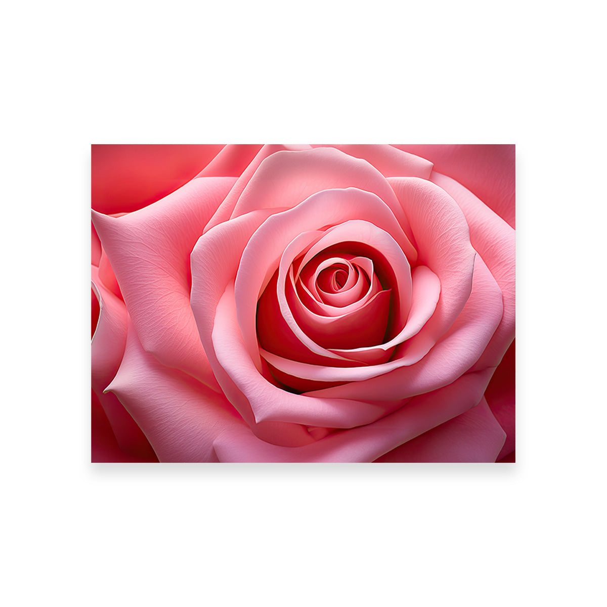 Light Pink Rose Wall Art