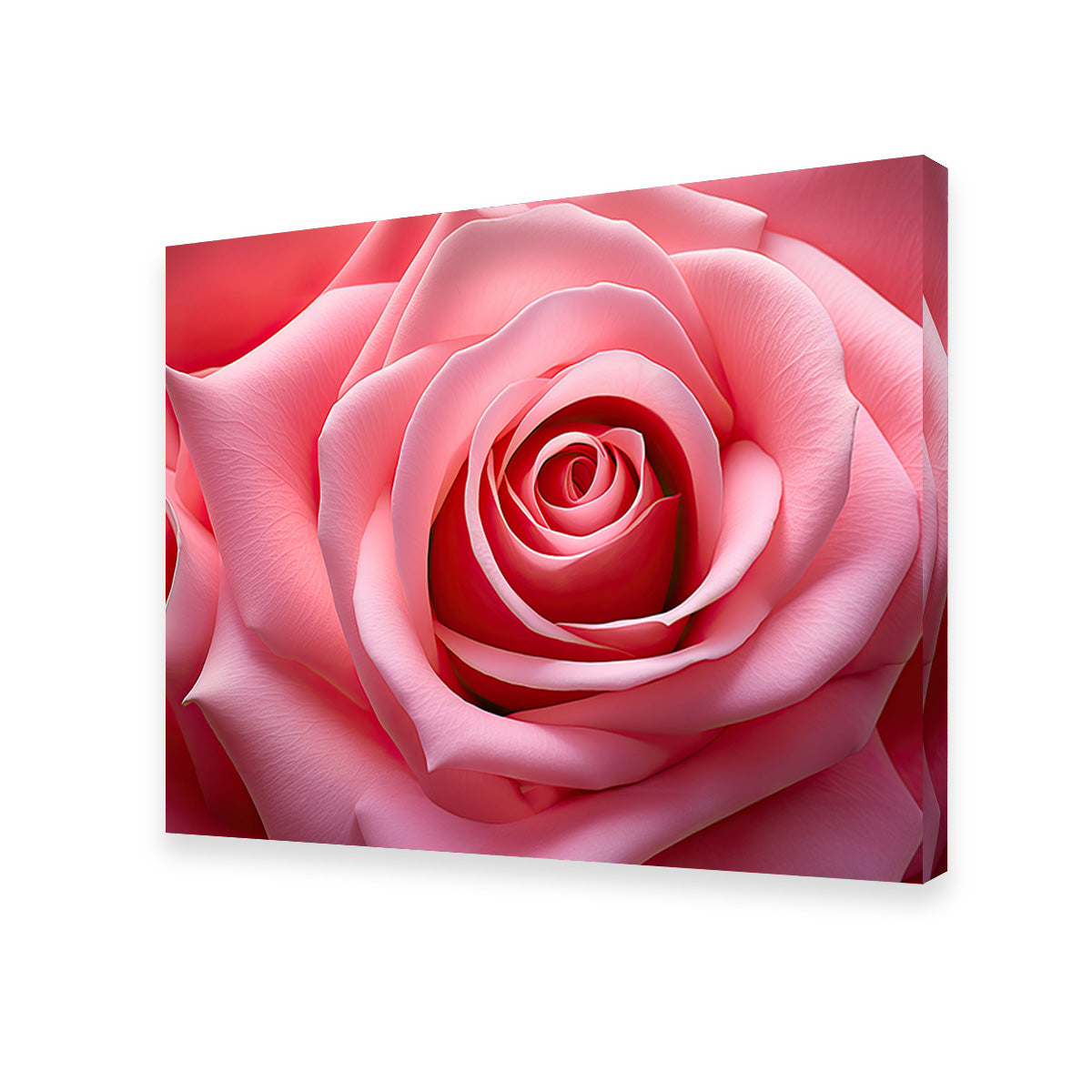 Light Pink Rose Wall Art