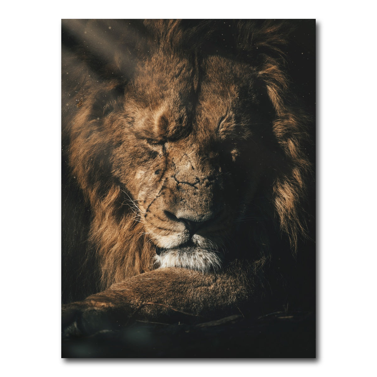 AUTO-MOCKUP WHITE | Lion Sleeping | 1 Piece | Gallery Wrap Canvas | group=3x4