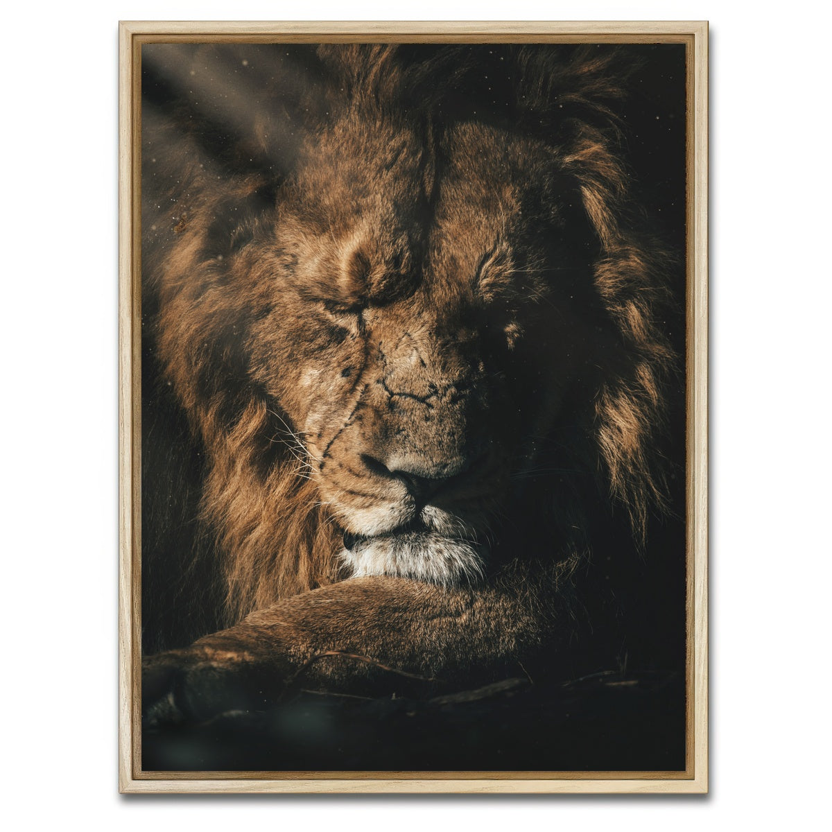 AUTO-MOCKUP WHITE | Lion Sleeping | 1 Piece | Natural Framed Canvas | group=3x4