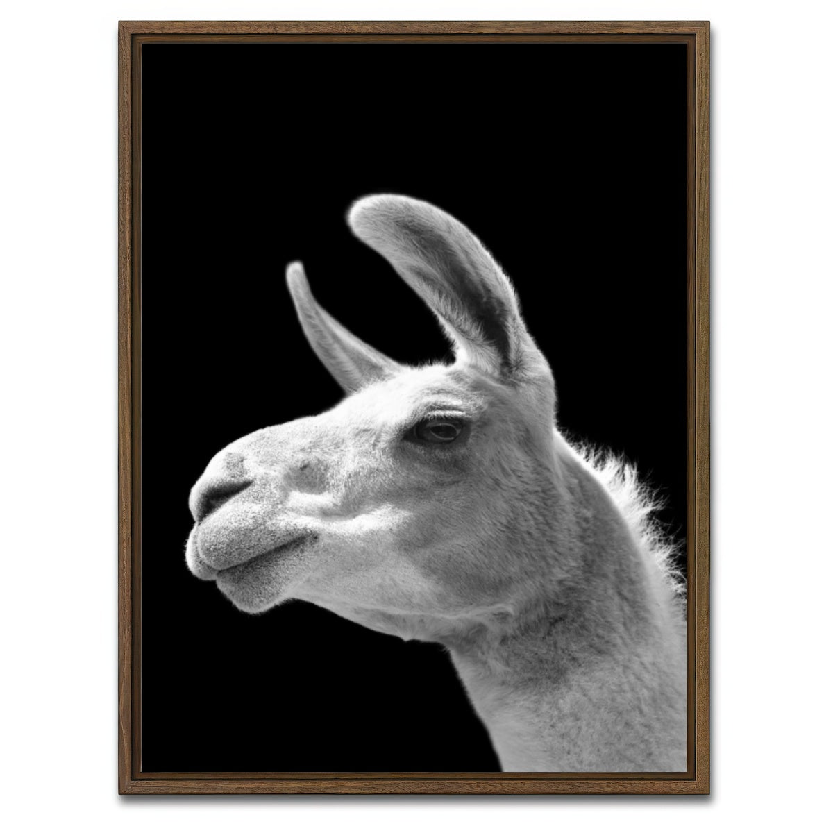 AUTO-MOCKUP WHITE | Llama | 1 Piece | Walnut Framed Canvas | group=3x4