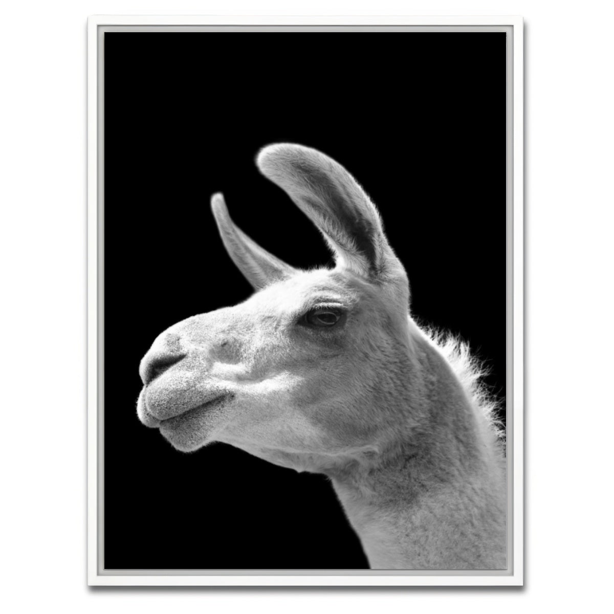 AUTO-MOCKUP WHITE | Llama | 1 Piece | White Framed Canvas | group=3x4