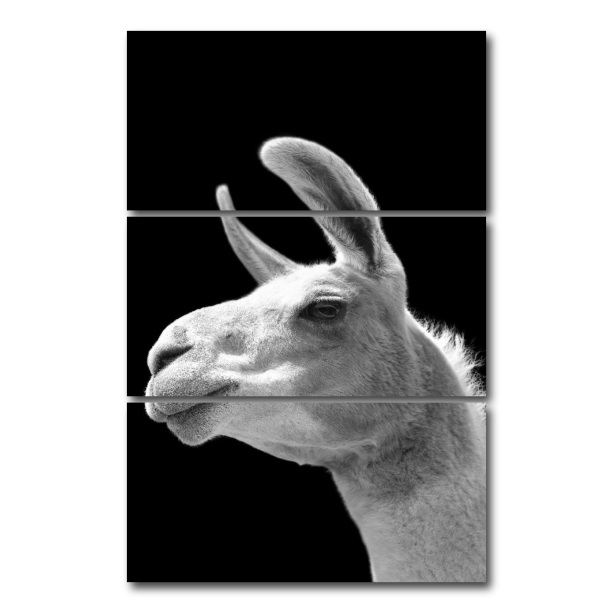 AUTO-MOCKUP WHITE | Llama | 3 Piece | Gallery Wrap Canvas | group=12x24_stacked