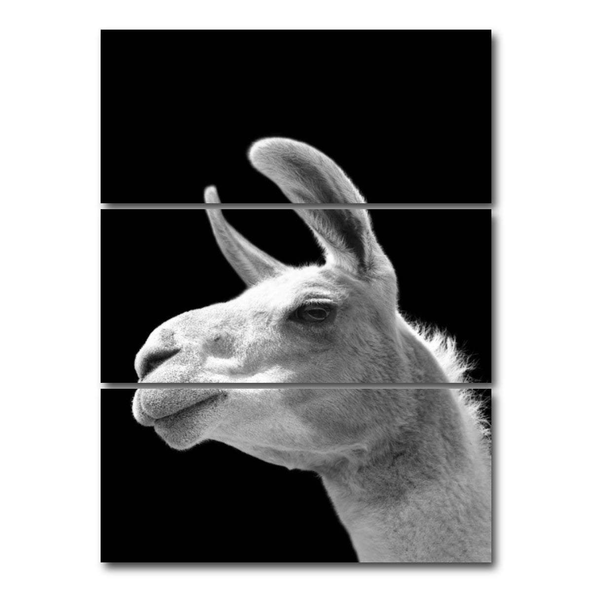 AUTO-MOCKUP WHITE | Llama | 3 Piece | Gallery Wrap Canvas | group=8x18_stacked