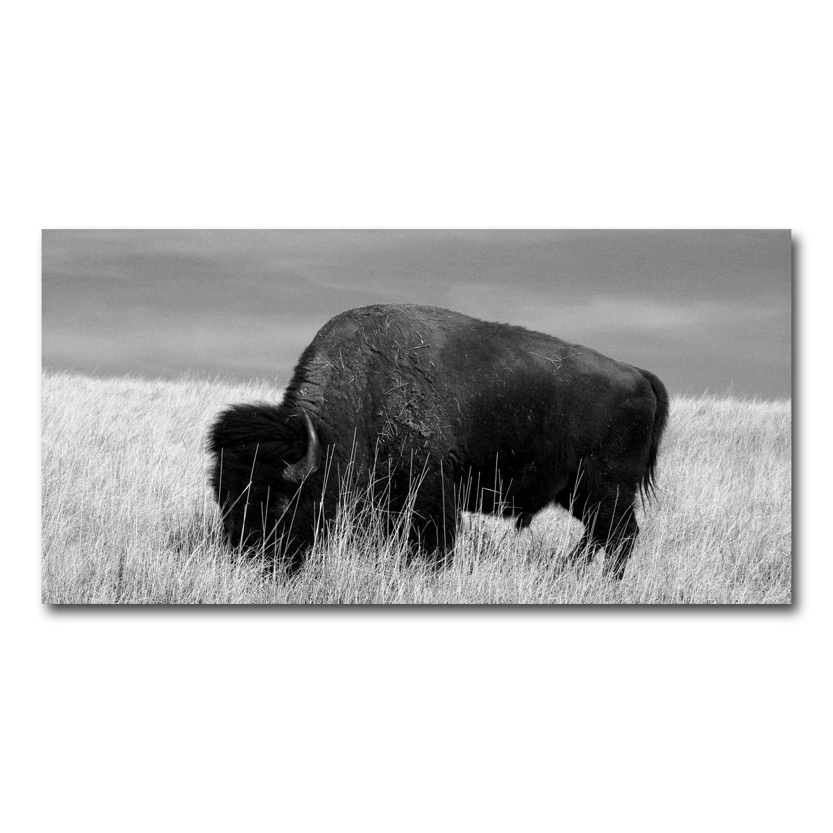 AUTO-MOCKUP WHITE | Lone Buffalo Grayscale | 1 Piece | Gallery Wrap Canvas | group=2x1