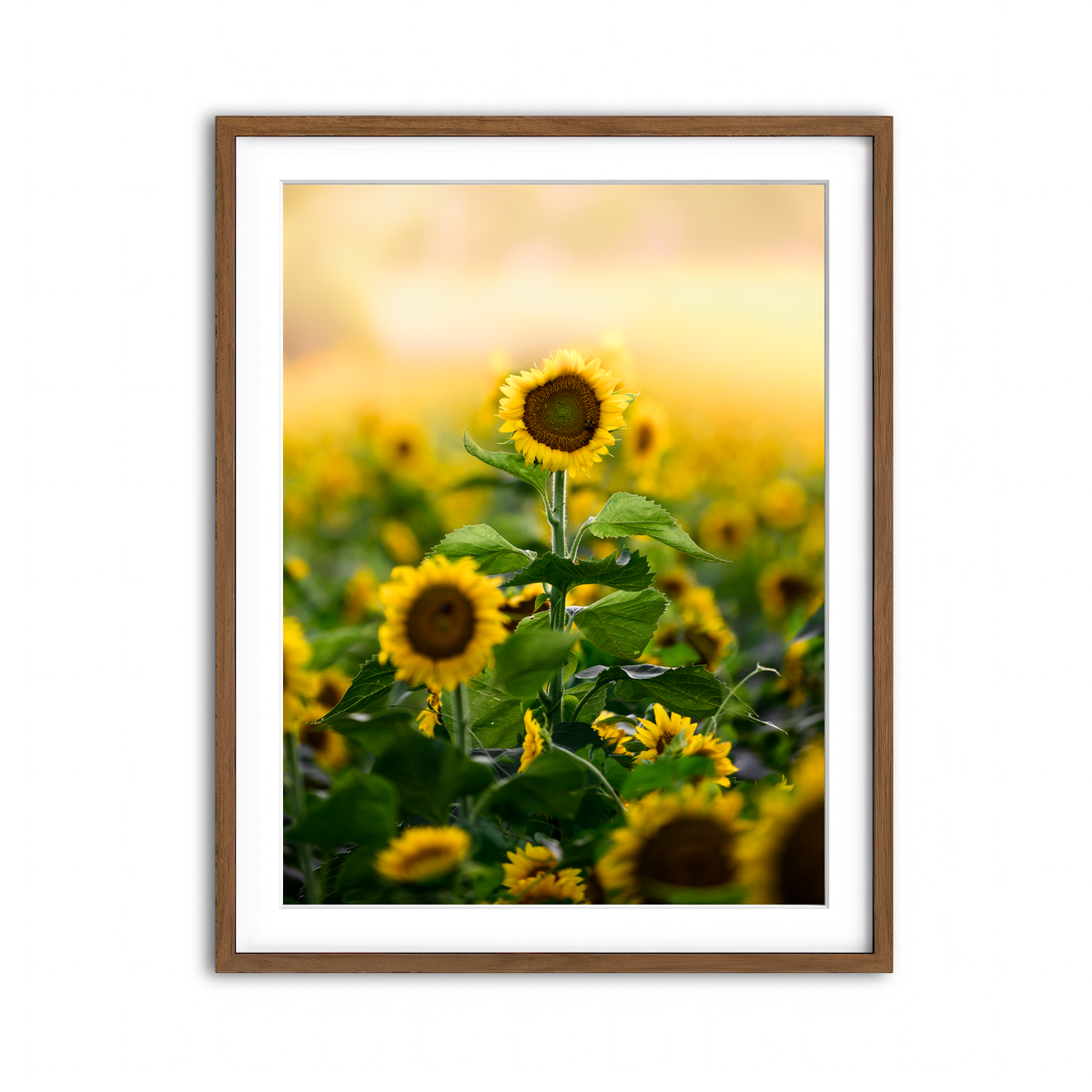 Framed Print 3x4 Walnut