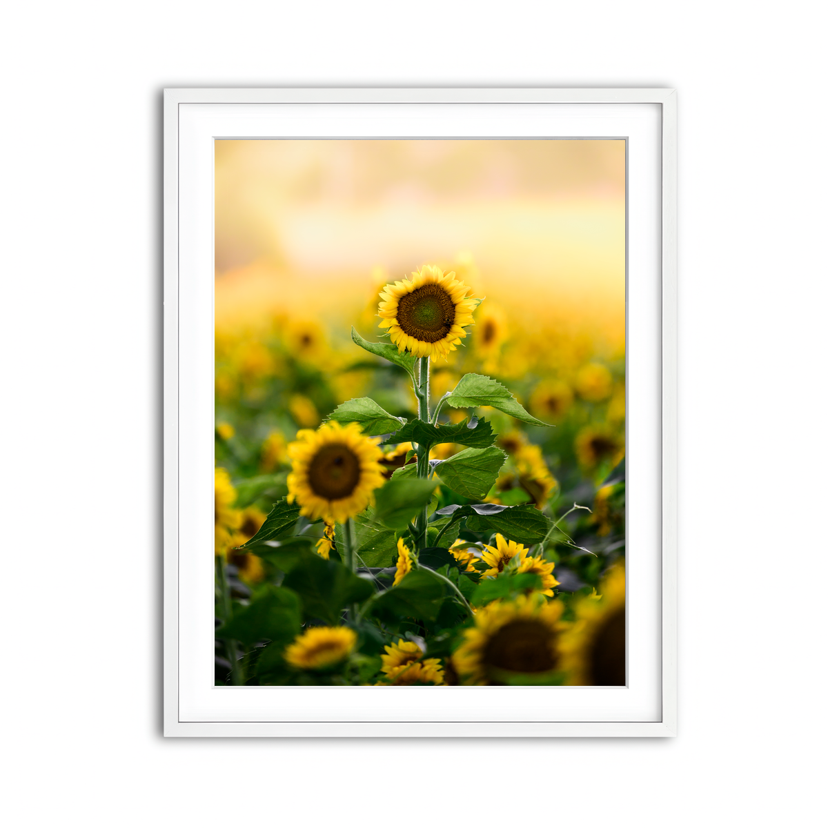 Framed Print 3x4 White